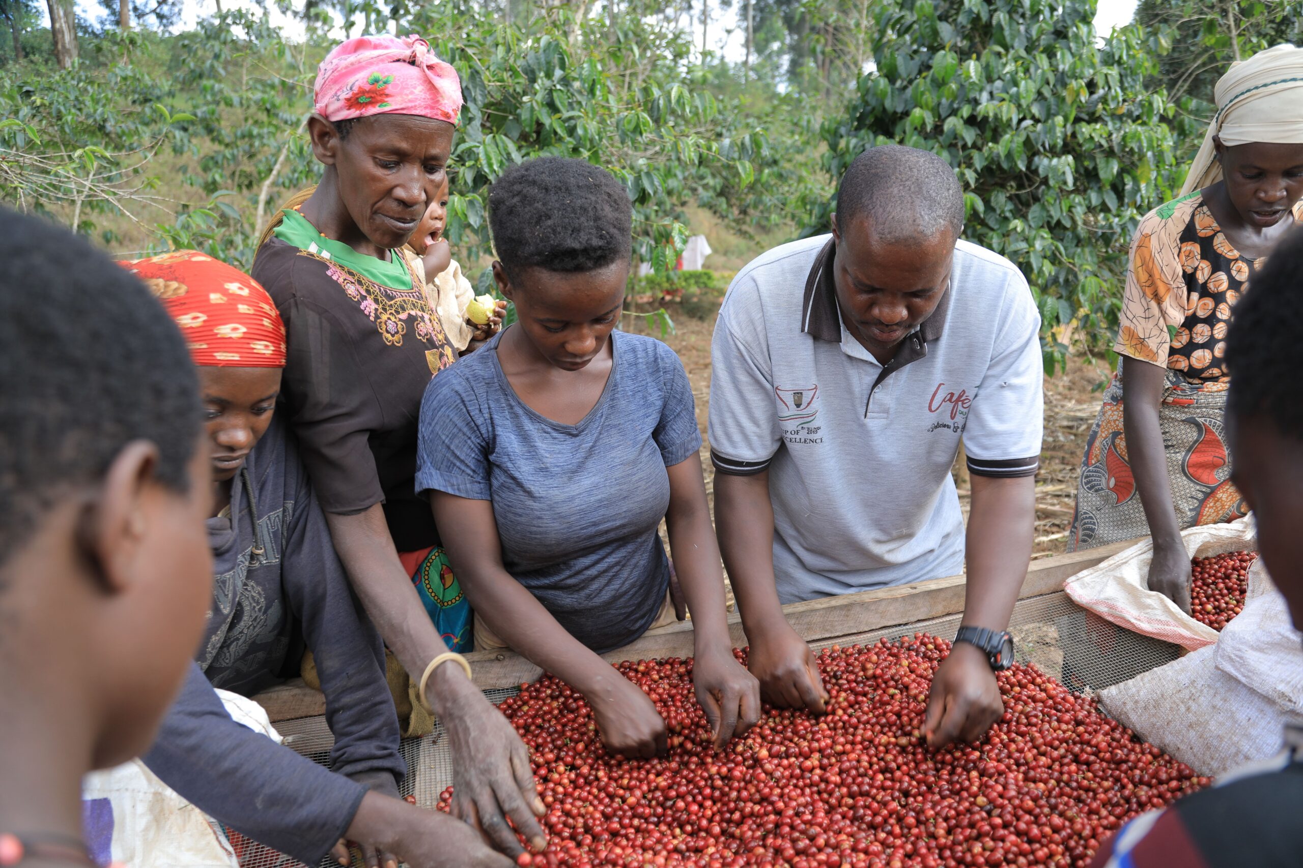 ブルンジカヤンザにあるエフレムさんのコーヒー精製所で収穫したチェリーを熟度の高い赤実だけに選別している様子